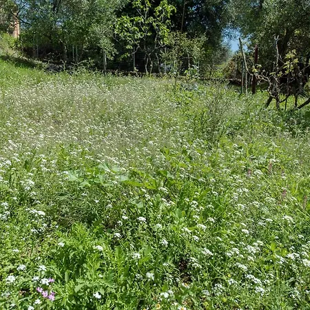 Lily's House * Áno Korakiána