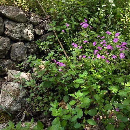 Lily's House Nyaraló