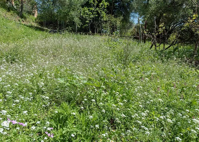 Lily's House * Áno Korakiána