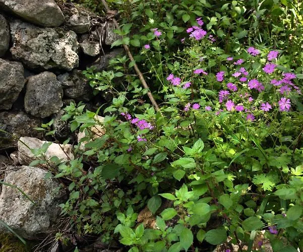 Lily's House Casa de Férias